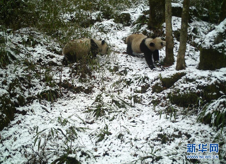 （图文互动）（1）陕西：红外相机发现一对野生大熊猫母子暂居所