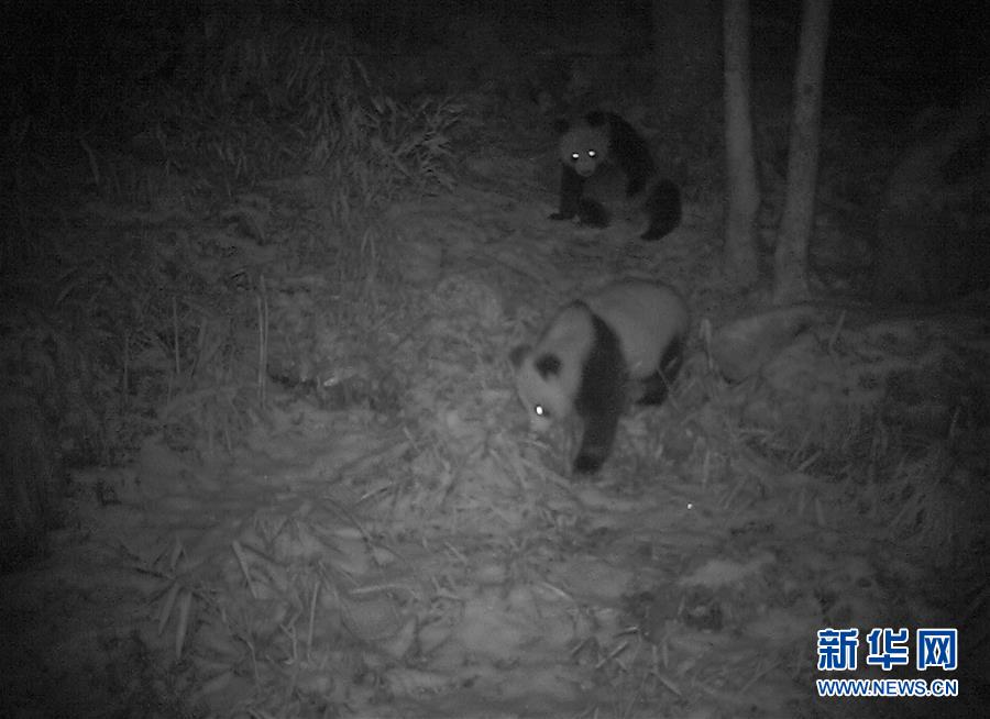 （图文互动）（2）陕西：红外相机发现一对野生大熊猫母子暂居所