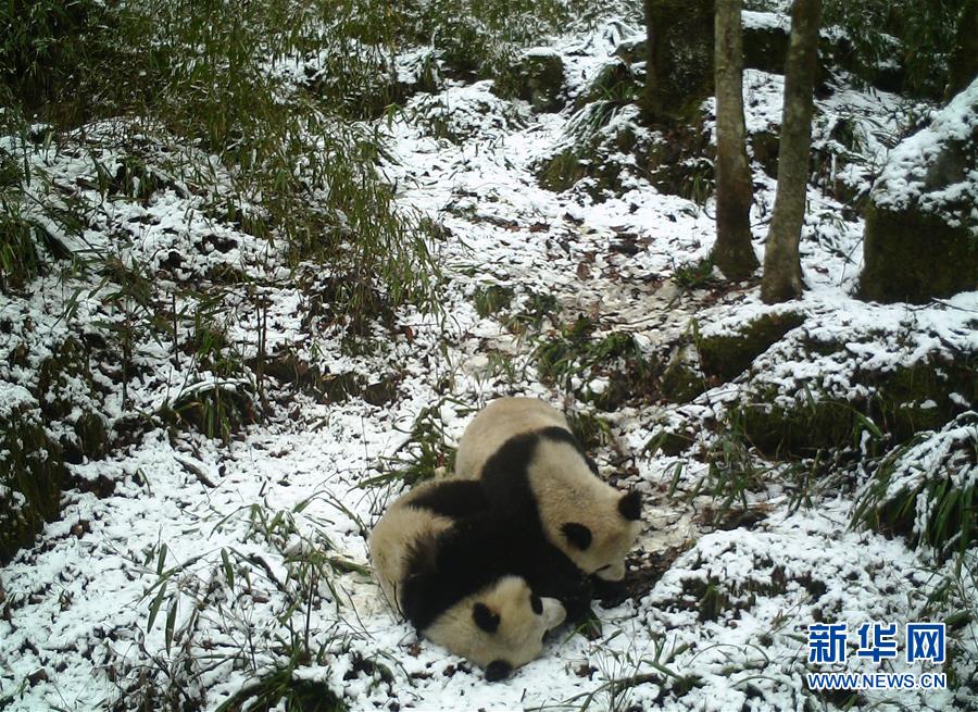 （图文互动）（3）陕西：红外相机发现一对野生大熊猫母子暂居所