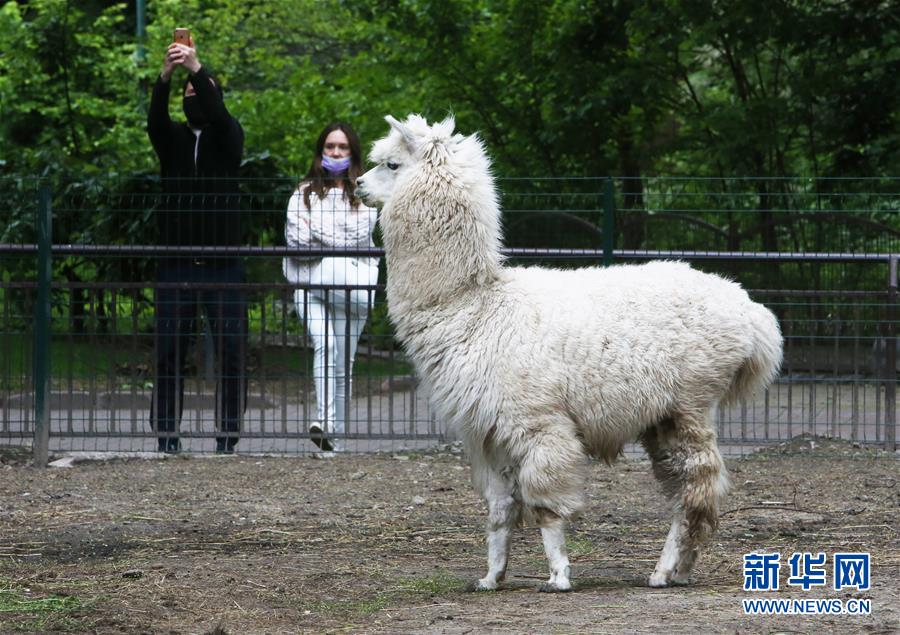 乌克兰首都基辅动物园恢复对外开放