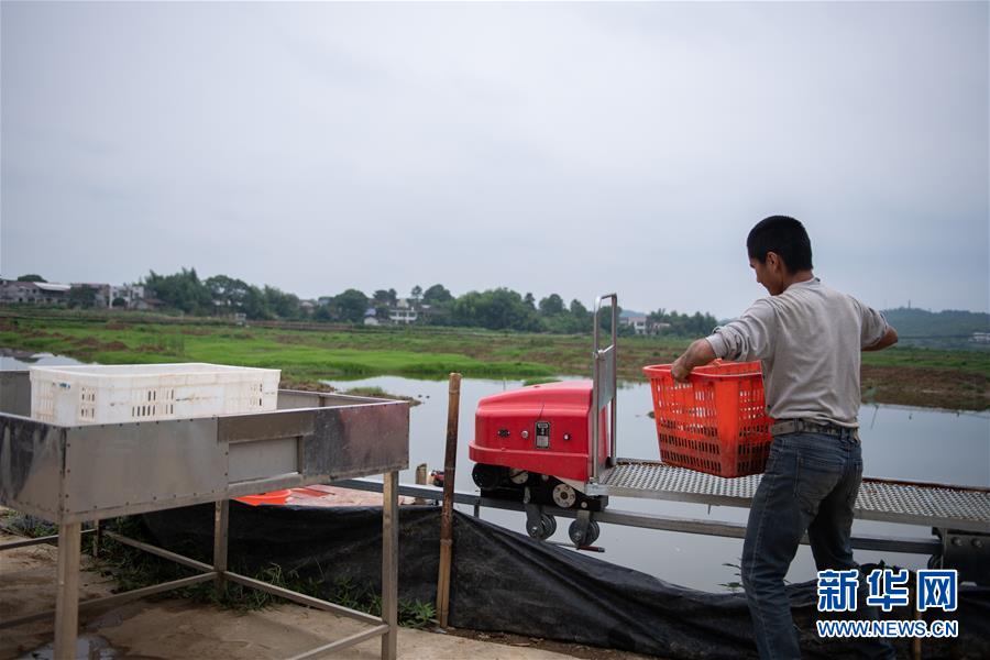 （图文互动）（2）湖南湘潭一养殖基地为小龙虾建起“小火车”