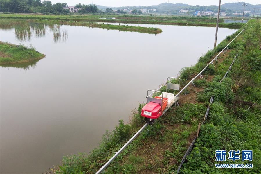 （圖文互動）（4）湖南湘潭一養殖基地為小龍蝦建起“小火車”