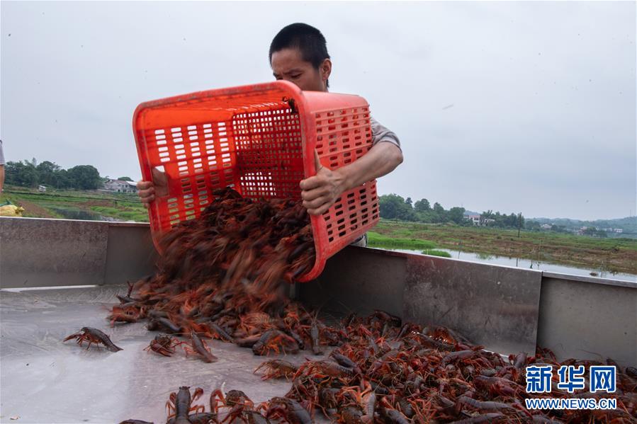 （图文互动）（5）湖南湘潭一养殖基地为小龙虾建起“小火车”