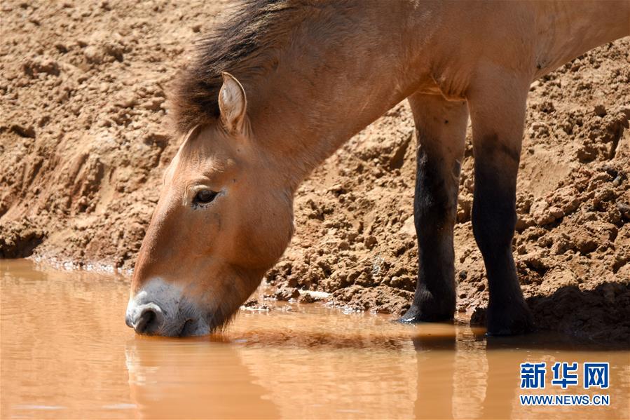 （图文互动）（1）卡拉麦里“补水行动”：新疆帮助野生动物抗旱