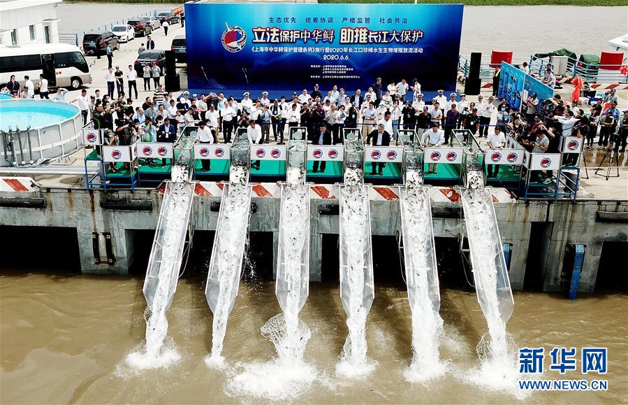 （社會）上海舉行珍稀水生生物增殖放流活動