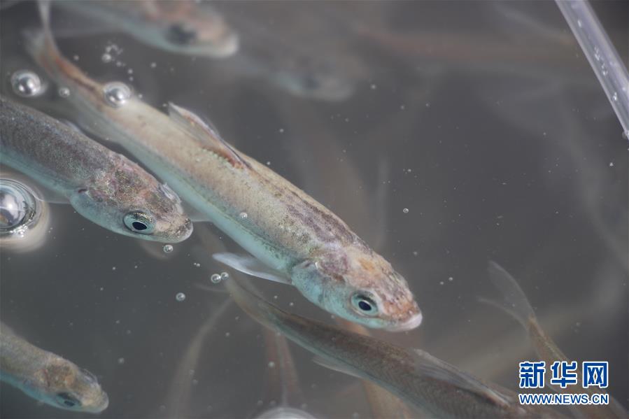 （圖文互動）（3）青海湖裸鯉增殖放流100萬尾魚苗