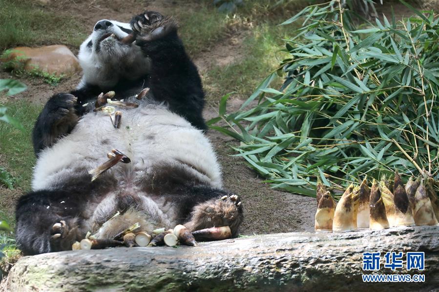 （图文互动）（1）香港大熊猫，是否依然安好？