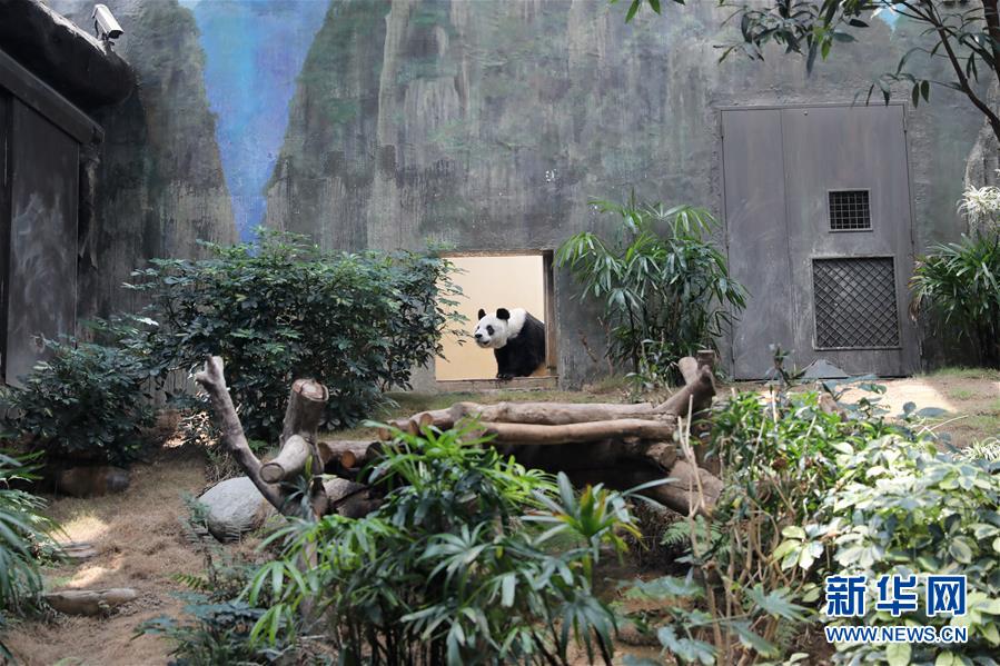 （图文互动）（8）香港大熊猫，是否依然安好？