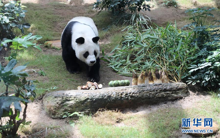 （图文互动）（10）香港大熊猫，是否依然安好？