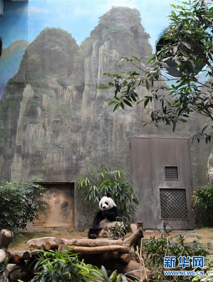 （图文互动）（9）香港大熊猫，是否依然安好？