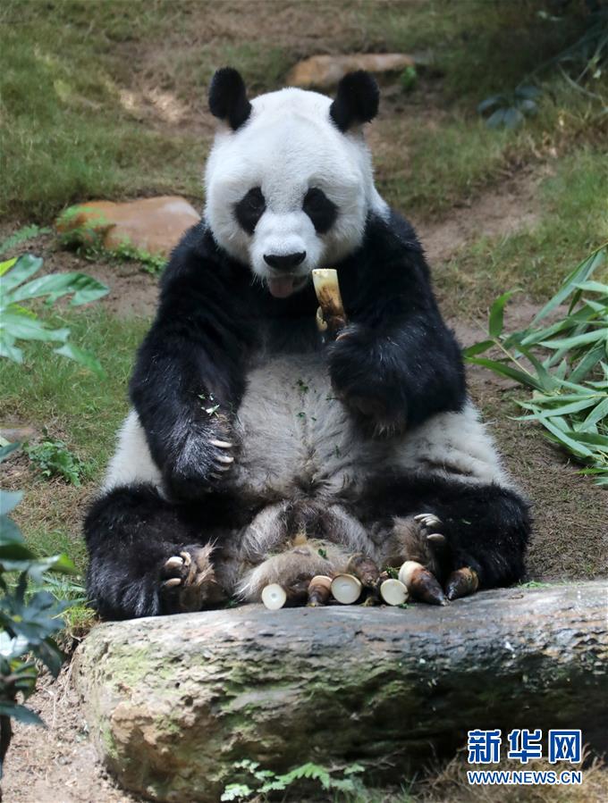 （图文互动）（12）香港大熊猫，是否依然安好？
