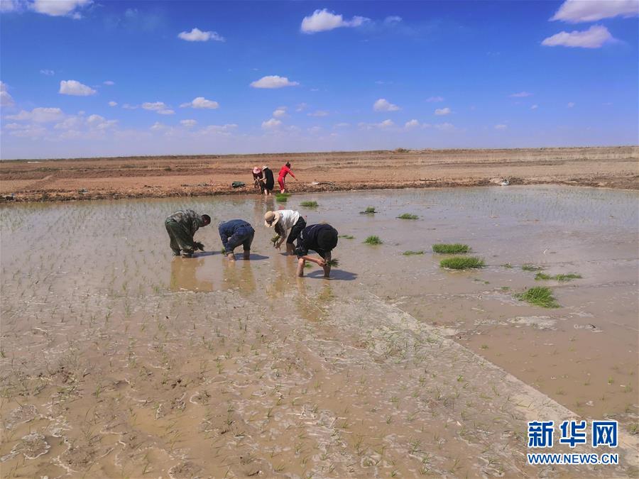 （图文互动）（2）海水稻首次在青藏高原柴达木盆地试种植