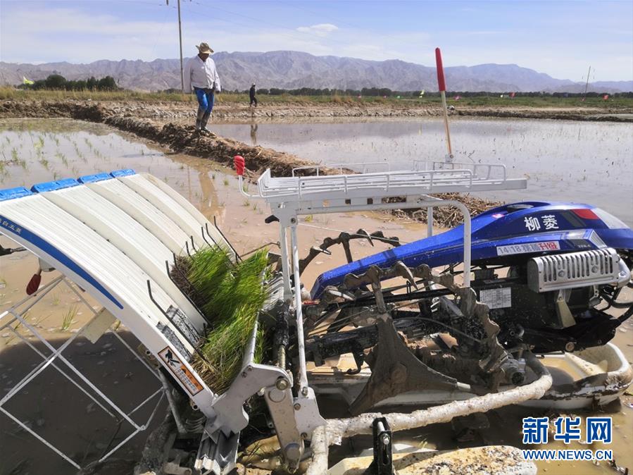 （图文互动）（3）海水稻首次在青藏高原柴达木盆地试种植