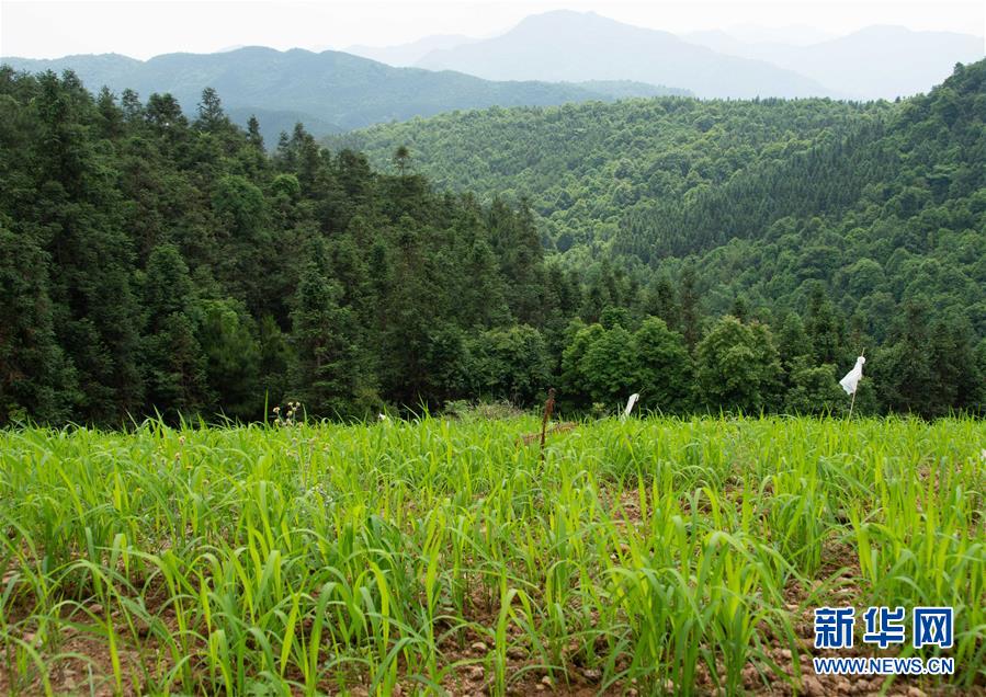 （乡村振兴·图文互动）（1）红米旱稻助力山区农民增收