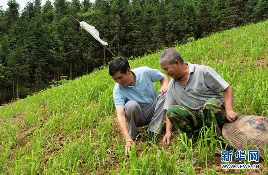 （乡村振兴·图文互动）（2）红米旱稻助力山区农民增收