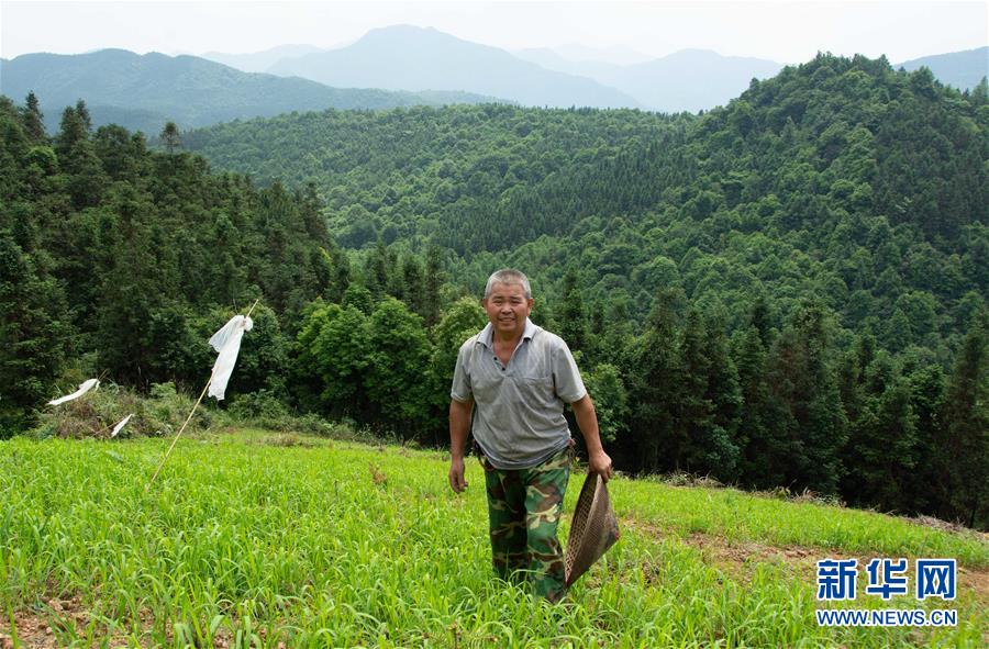 （乡村振兴·图文互动）（3）红米旱稻助力山区农民增收