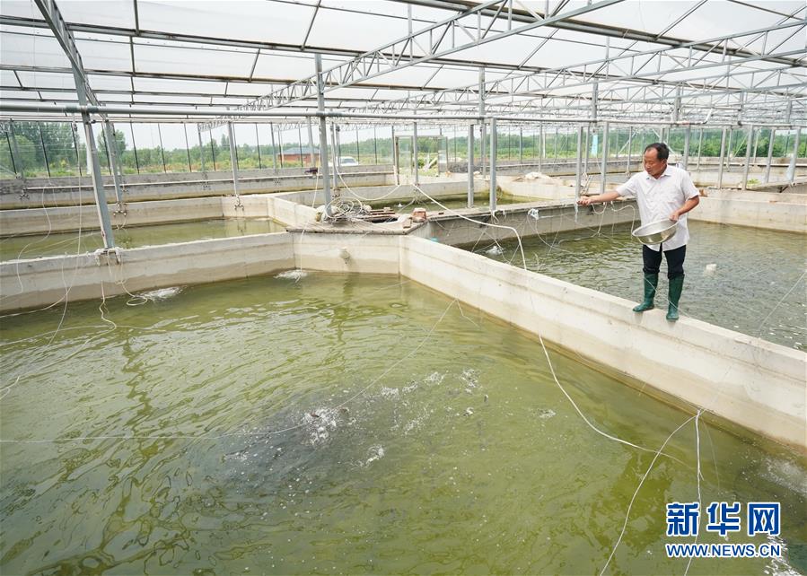 6月16日,在卢龙县印庄乡榆林甸村永新水产养殖专业合作社的养殖基地