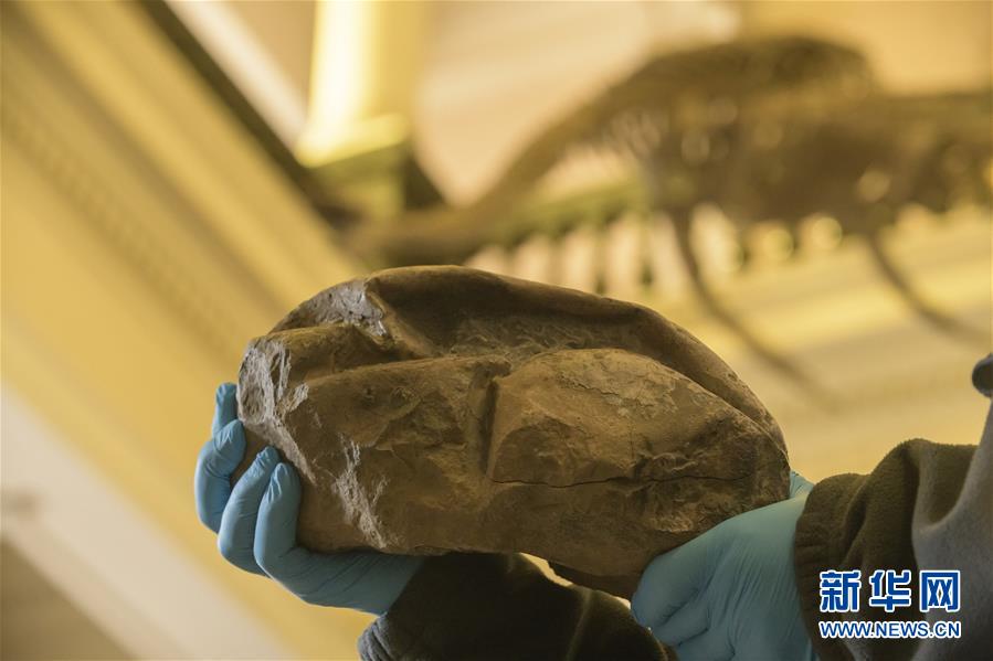 （国际）（3）科学家确认白垩纪“海洋霸主”沧龙的蛋化石