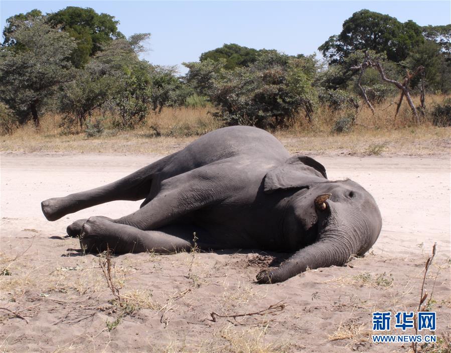（国际）（1）博茨瓦纳3个月内275头大象离奇死亡
