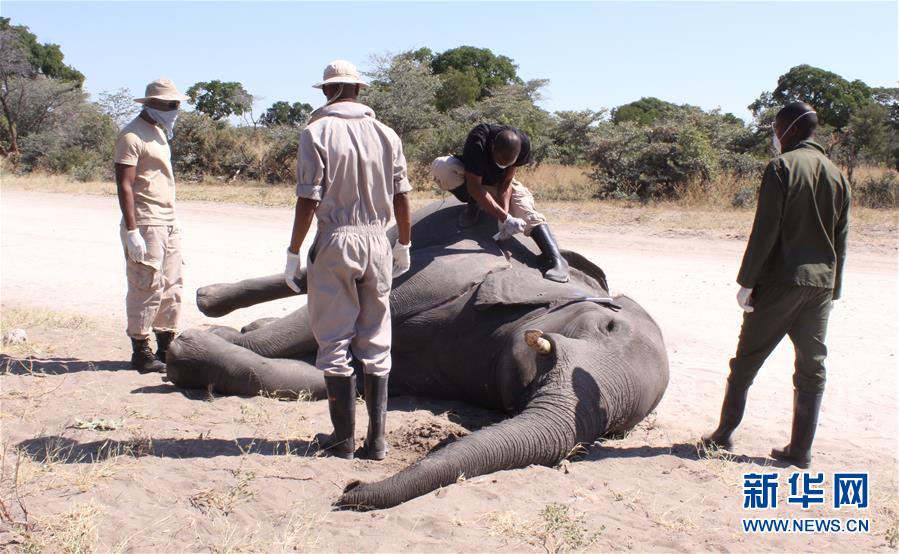 （国际）（2）博茨瓦纳3个月内275头大象离奇死亡