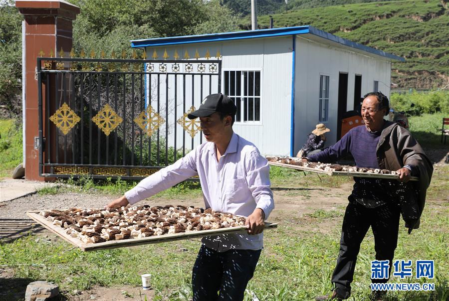 （经济）（4）甘肃：羊肚菌产业助农增收