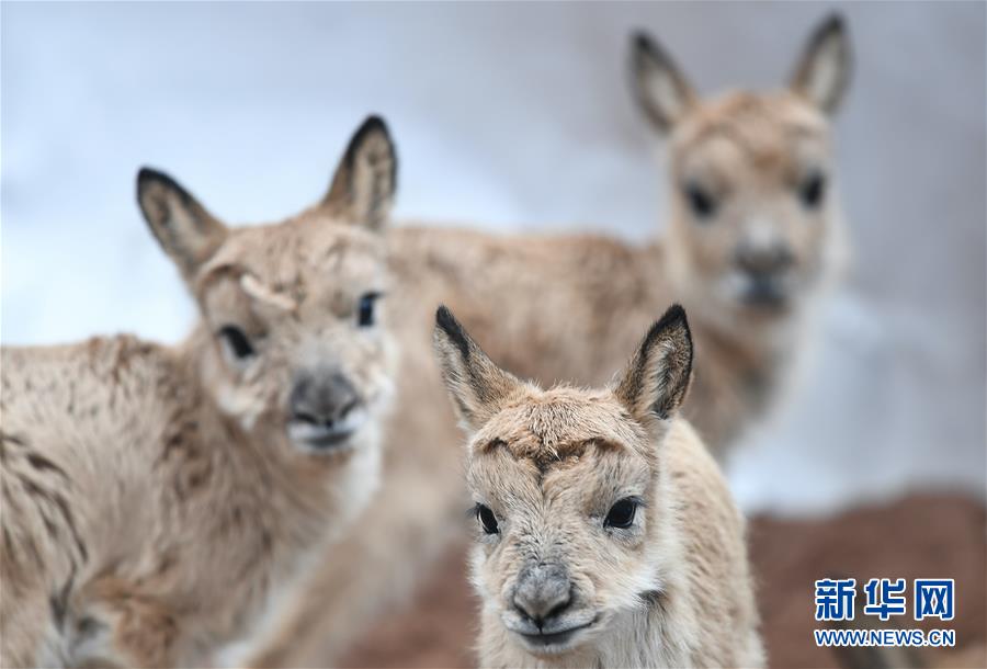 （环境）（3）可可西里11只藏羚羊幼仔得到救助