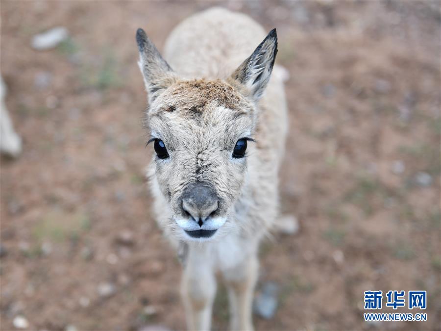 （环境）（4）可可西里11只藏羚羊幼仔得到救助