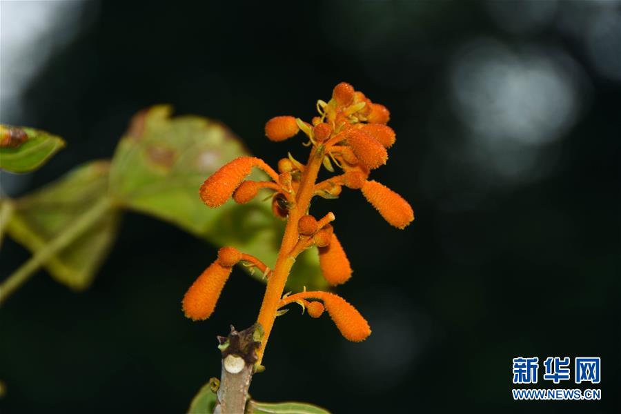 （圖文互動）（1）兩種極小種群野生植物在昆明植物園首次開花