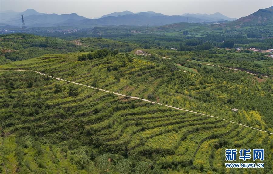 （社会）（1）河北丰润：中药材种植开辟增收新路径