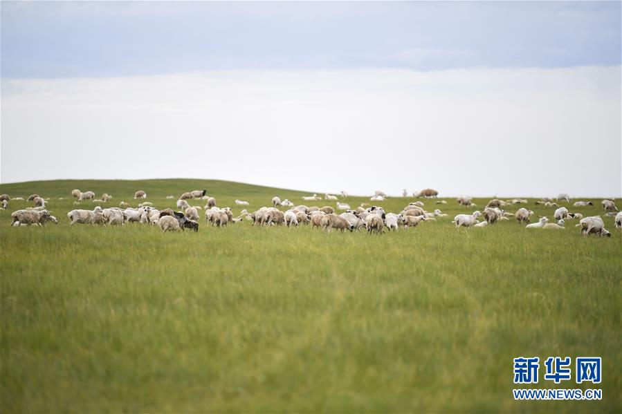 （走向我們的小康生活·圖文互動）（2）草原有了網，手機能放羊——看呼倫貝爾大草原牧民生活變了樣 