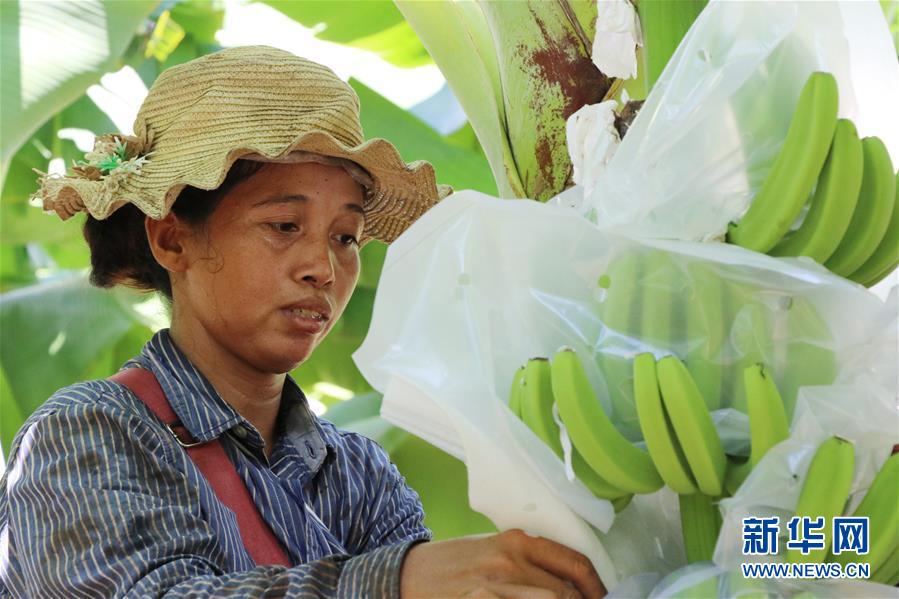 （国际·图文互动）（4）财经观察：中柬农业合作再升级