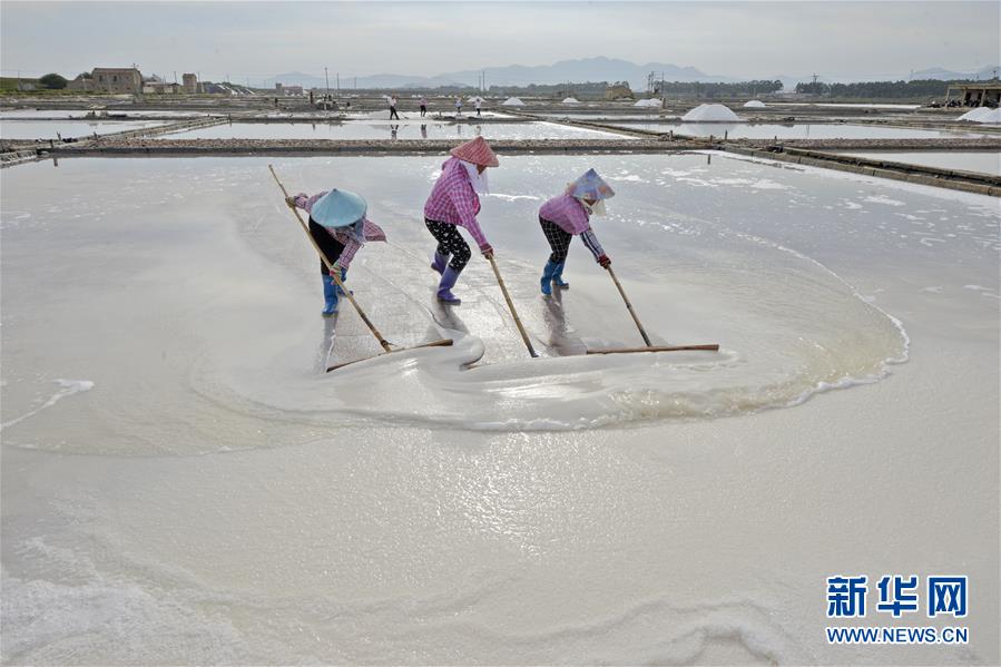 #（社會）（1）福建泉州：防禦颱風 搶收原鹽