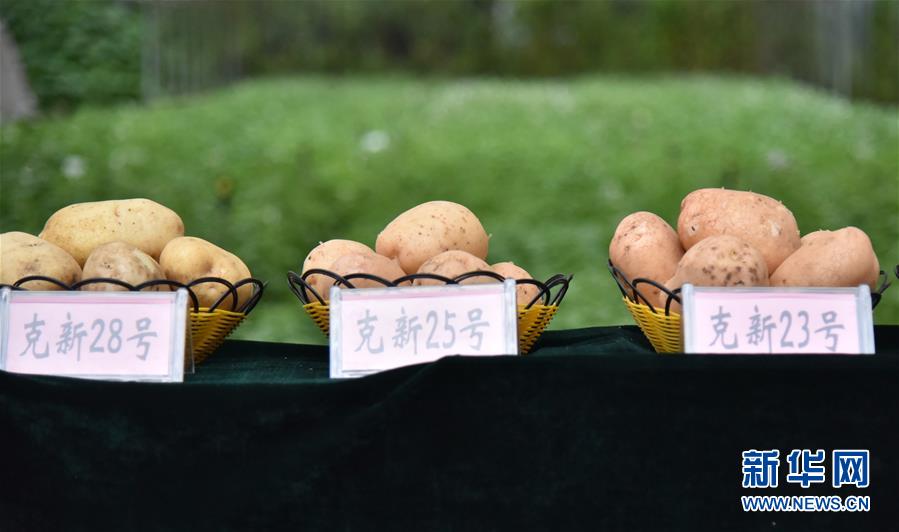 （决战决胜脱贫攻坚·图文互动）（2）“小土豆” 渐成增收大产业