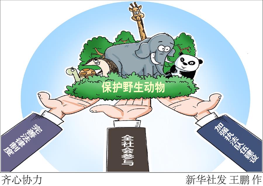 （圖表·漫畫）〔新華調查·聚焦野生動物保護〕齊心協力