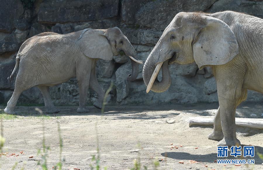 （国际·编辑连线）（6）世界大象日：让我们一起来关心人类的大朋友