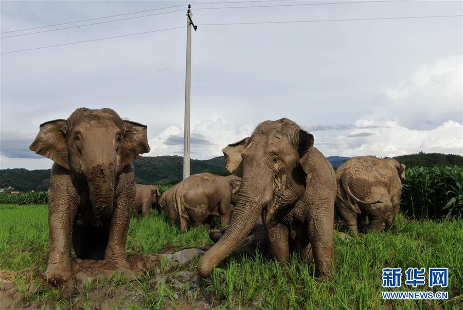 （国际·编辑连线）（20）世界大象日：让我们一起来关心人类的大朋友