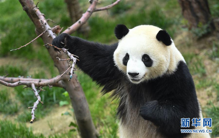 （环境）（6）青海西宁：大熊猫乐享高原生活