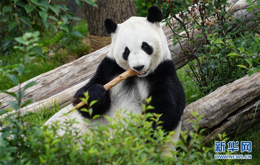 （环境）（8）青海西宁：大熊猫乐享高原生活