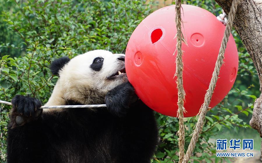 （环境）（9）青海西宁：大熊猫乐享高原生活