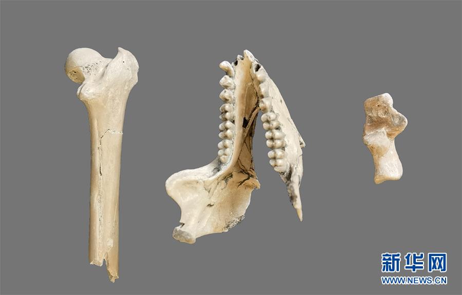 （圖文互動）（1）雲南昭通發現640萬年前最接近金絲猴祖先的化石
