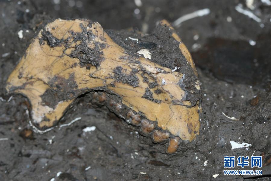 （图文互动）（3）云南昭通发现640万年前最接近金丝猴祖先的化石