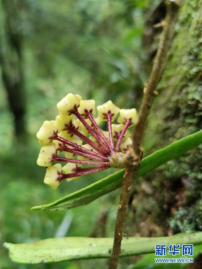 （图文互动）（5）我国科学家在云南发现一植物新物种高黎贡球兰