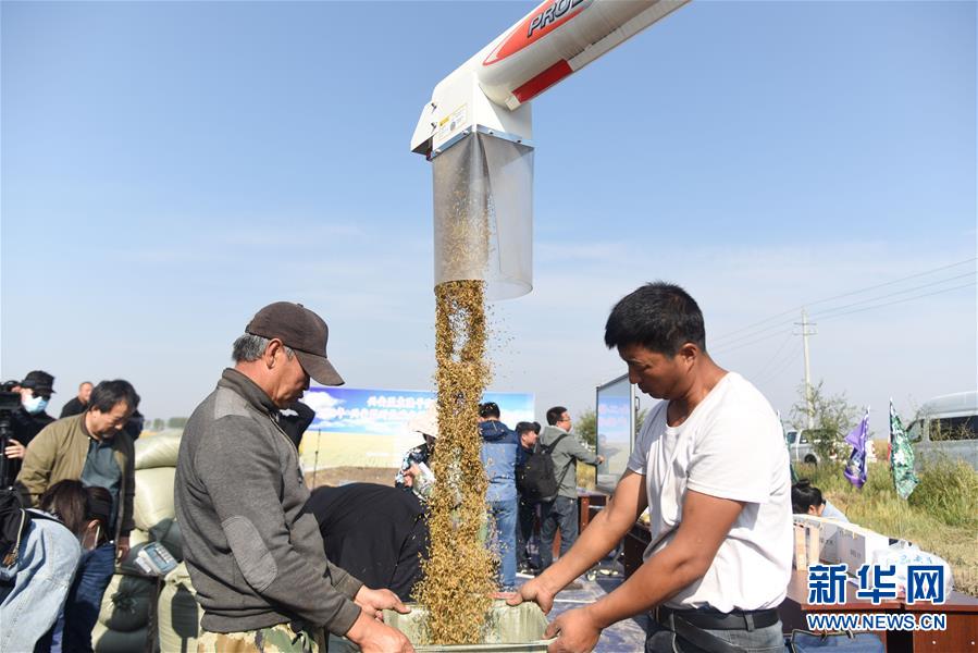 （经济）（1）内蒙古兴安盟海水稻亩产稻谷再破千斤