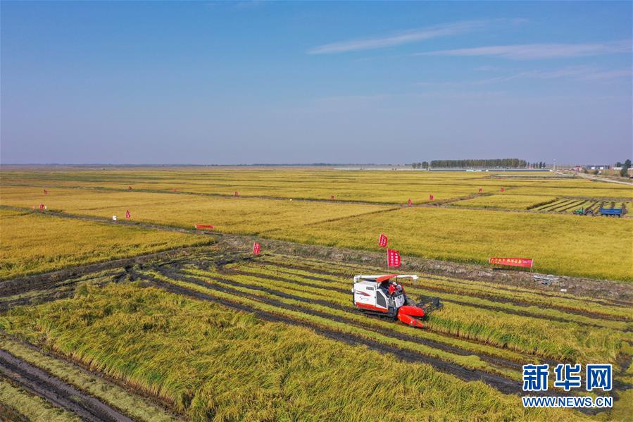 （經濟）（2）內蒙古興安盟海水稻畝産稻谷再破千斤