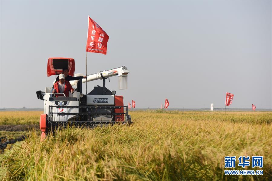 （經濟）（3）內蒙古興安盟海水稻畝産稻谷再破千斤