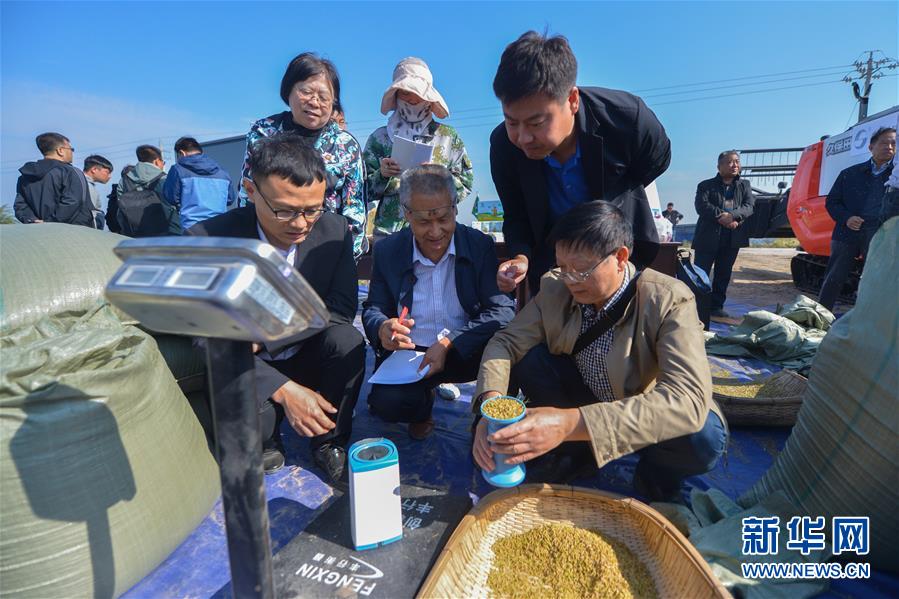 （经济）（6）内蒙古兴安盟海水稻亩产稻谷再破千斤