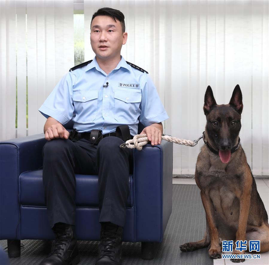 （港澳臺·香港故事·圖文互動）（2）香港警犬隊領犬員和他的“家人”