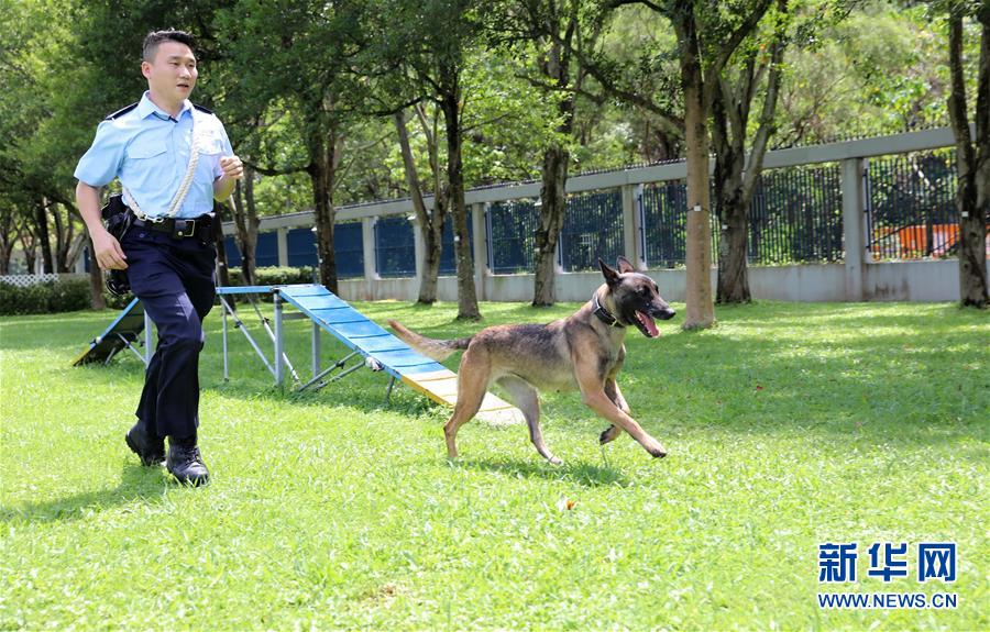 （港澳台·香港故事·图文互动）（7）香港警犬队领犬员和他的“家人”