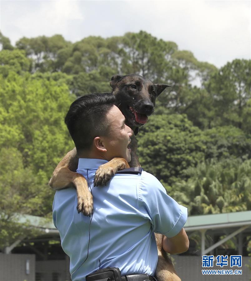 （港澳臺·香港故事·圖文互動）（13）香港警犬隊領犬員和他的“家人”