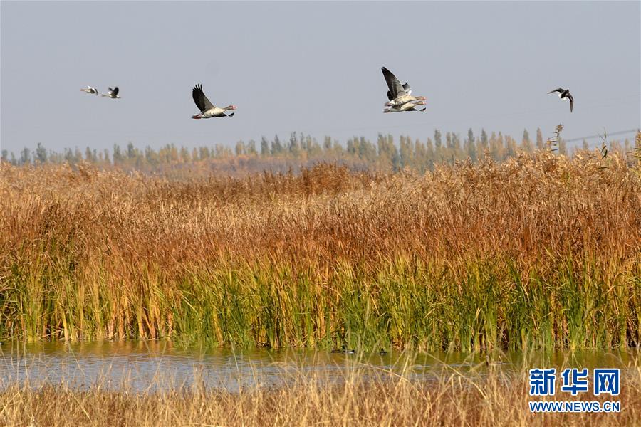 （图文互动）（1）新疆生态补水助沙漠边缘重现候鸟“天堂”